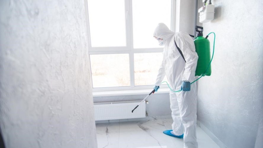 The Most Effective Methods for Mold Removal