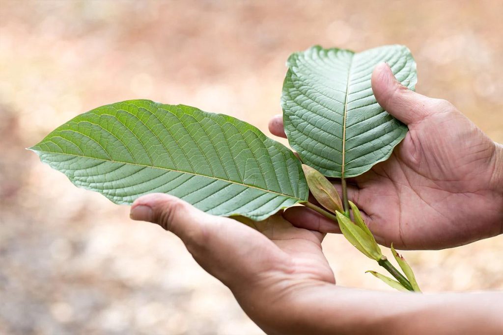 red borneo kratom strain