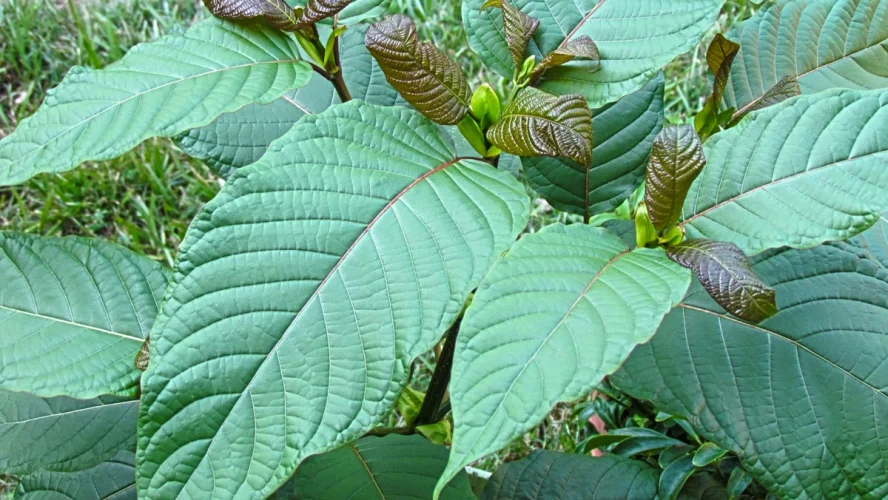 Sustainable Kratom Sourcing: Why It Matters for Your Health